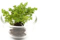Small tree in glass cup Royalty Free Stock Photo