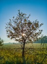 Small tree with green and yellow fields around Royalty Free Stock Photo