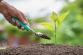 A small tree on the ground on green background, The idea of planting trees to reduce global warming, World Environment Day Royalty Free Stock Photo