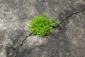 A small tree growing along the rift in the road Royalty Free Stock Photo