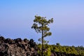 A small tree is growing in front of a large rock Royalty Free Stock Photo