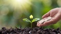 Small tree growing on ground in morning light and hands giving coins to tree. Royalty Free Stock Photo