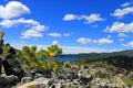 Small Tree growing in obsidian Royalty Free Stock Photo