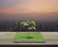 Small tree growing from an open book, Business ecological concept Royalty Free Stock Photo