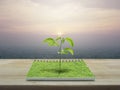 Small tree growing from an open book, Ecological concept Royalty Free Stock Photo