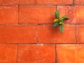 A Small tree growing on an orange tile wall. Royalty Free Stock Photo