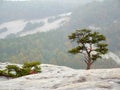 Small tree growing on rock with mountain rocks in background Royalty Free Stock Photo