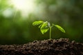 small tree growing on soil in garden with sunshine. eco environment concept