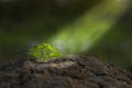 small tree growing with sunrise. green world and earth day concept Royalty Free Stock Photo