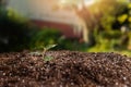 Small tree growing with sunrise. green world and earth day concept. Royalty Free Stock Photo