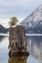 A small tree grows against the odds setting roots up alone in the middle of a mountain lake Royalty Free Stock Photo