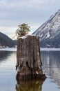 A small tree grows against the odds setting roots up alone in the middle of a mountain lake Royalty Free Stock Photo