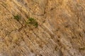 Small tree grows out of a textured rock wall Royalty Free Stock Photo