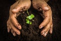 Small tree with Hands and soil , soil background Royalty Free Stock Photo