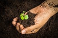 Small tree with Hands and soil , soil background Royalty Free Stock Photo