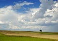 Small tree on the horizon in rural landscape Royalty Free Stock Photo