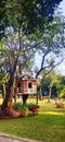 A small tree house . Royalty Free Stock Photo