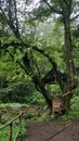 small tree house in the forest Cangar in East Java, Indonesia Royalty Free Stock Photo