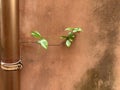 green creeping plant on concrete background Royalty Free Stock Photo