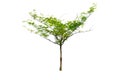 Small tree isolated on white background Royalty Free Stock Photo