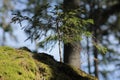 a small tree with its trunk partially submerged in the green moss Royalty Free Stock Photo