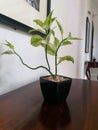 Small Tree is located in Carm Table Royalty Free Stock Photo