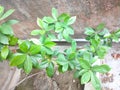 A small tree with lots of green leaf in another angle shot