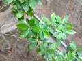 A small tree with lots of green leaf