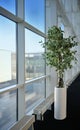 Small tree in a office next to the window Royalty Free Stock Photo