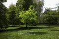 Small tree in the park spot lit by sun