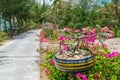 Small tree with pink flowers in pot and road in park with palm trees in tropics Royalty Free Stock Photo