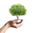 Small tree, plant in hand Royalty Free Stock Photo
