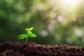 small tree planted with sunrise green earth and earth day concept. a planted tree seedling, green bokeh background, forest