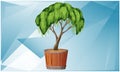 Small tree in a pot on diamond texture background