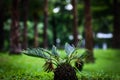 Small tree pot Royalty Free Stock Photo