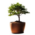 A small tree in a pot