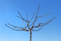 Small tree with pruned branches and new young buds on blue sky background. Royalty Free Stock Photo