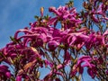 Small tree Purple magnolia blooming profusely in early spring with large pink to purple showy flowers, before the leaf buds open