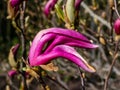 Small tree Purple magnolia blooming profusely in early spring with large pink to purple showy flowers, before the leaf buds open