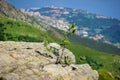 Small tree raising from a rock and the town of arenzano in the background in beigua national geopark Royalty Free Stock Photo
