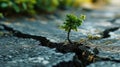 small tree sapling growing out of concrete pavement on the road Royalty Free Stock Photo