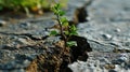 small tree sapling growing out of concrete pavement on the road Royalty Free Stock Photo