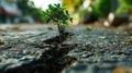 small tree sapling growing out of concrete pavement on the road Royalty Free Stock Photo