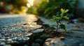 small tree sapling growing out of concrete pavement on the road Royalty Free Stock Photo