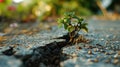 small tree sapling growing out of concrete pavement on the road Royalty Free Stock Photo