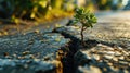 small tree sapling growing out of concrete pavement on the road Royalty Free Stock Photo