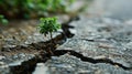 small tree sapling growing out of concrete pavement on the road Royalty Free Stock Photo