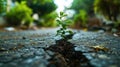 small tree sapling growing out of concrete pavement on the road Royalty Free Stock Photo