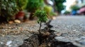 small tree sapling growing out of concrete pavement on the road Royalty Free Stock Photo