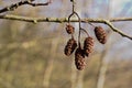 Small tree seeds Up Close View In Detail